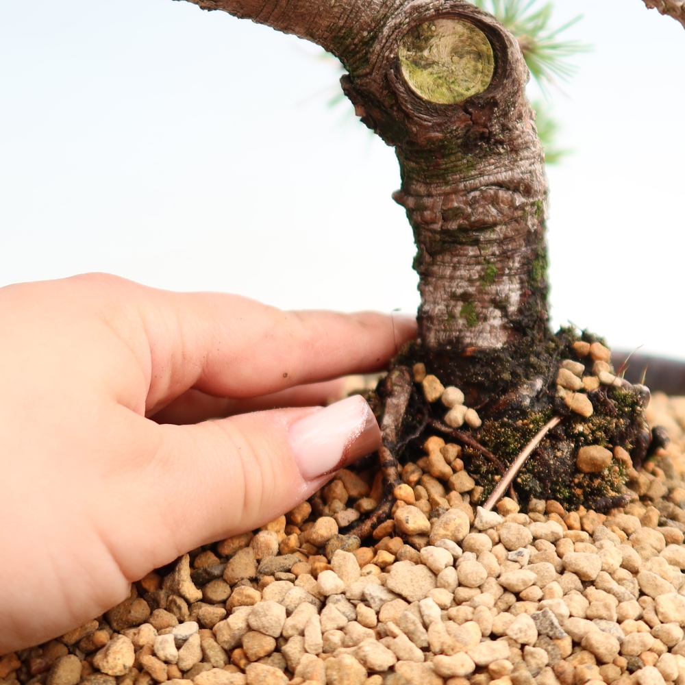 Bonsai für den Außenbereich – Pinus mugo Humpy – Zwergkiefer