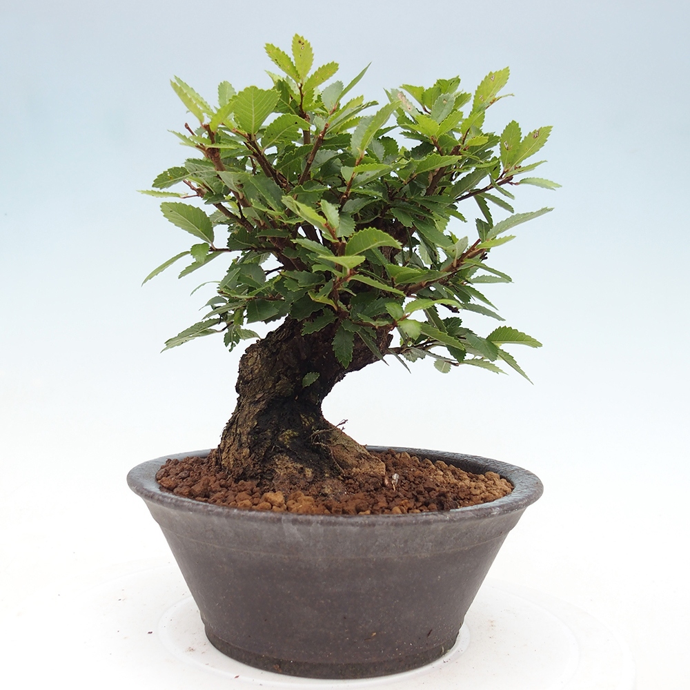 Bonsai für draußen - Zelkova - Zelkova NIRE