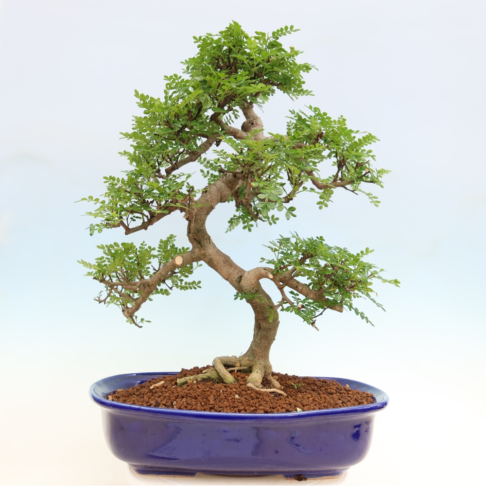 Zimmer Bonsai - Zantoxylum piperitum - Pfefferbaum