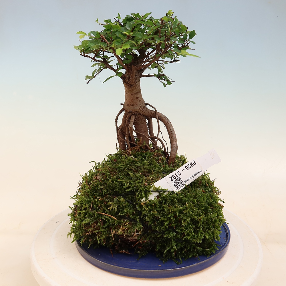 Kokedama mit Untersetzer – Ulmus parvifolia – Kleinblättrige Ulme