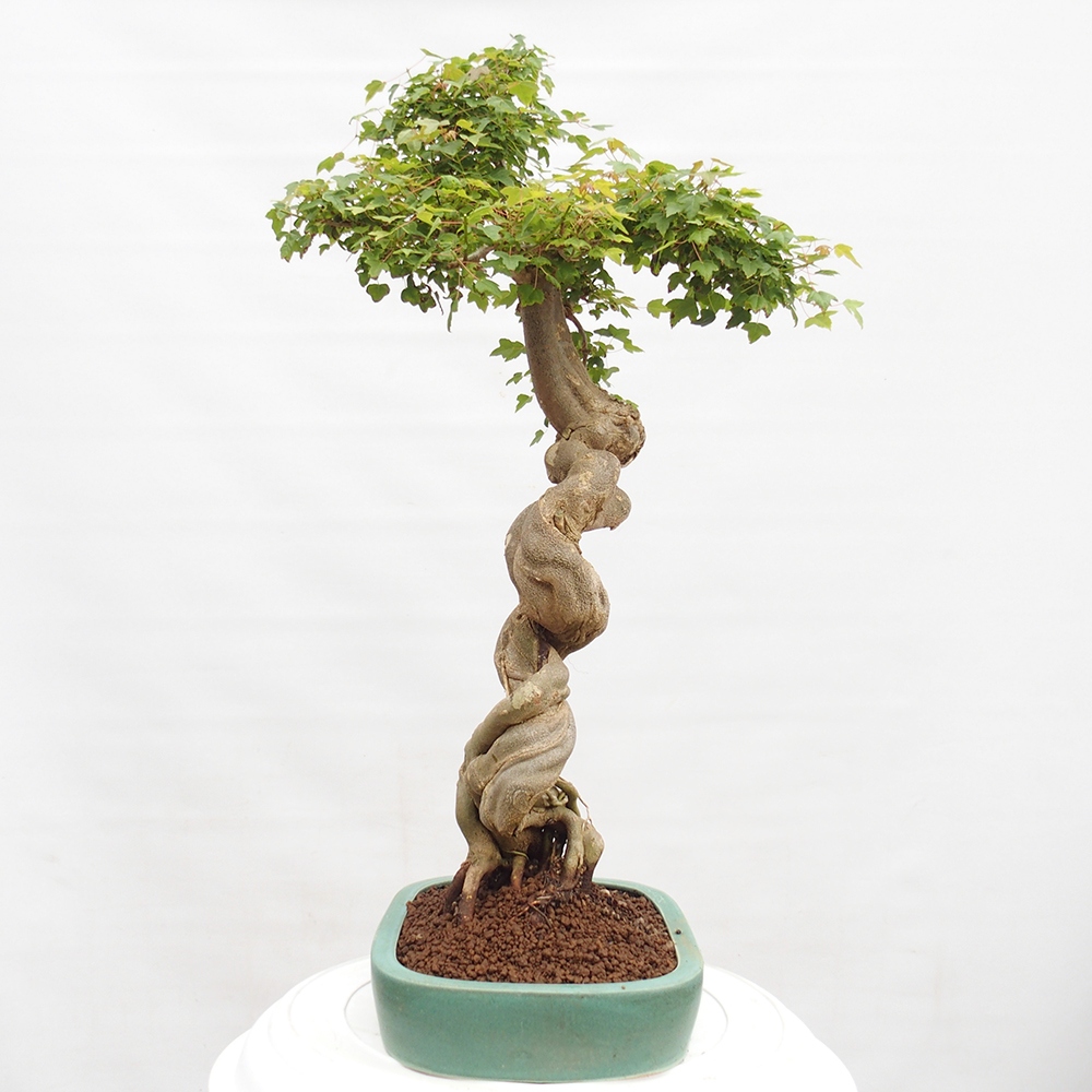 Bonsai für draußen - Acer Buergerianum - Bergahorn