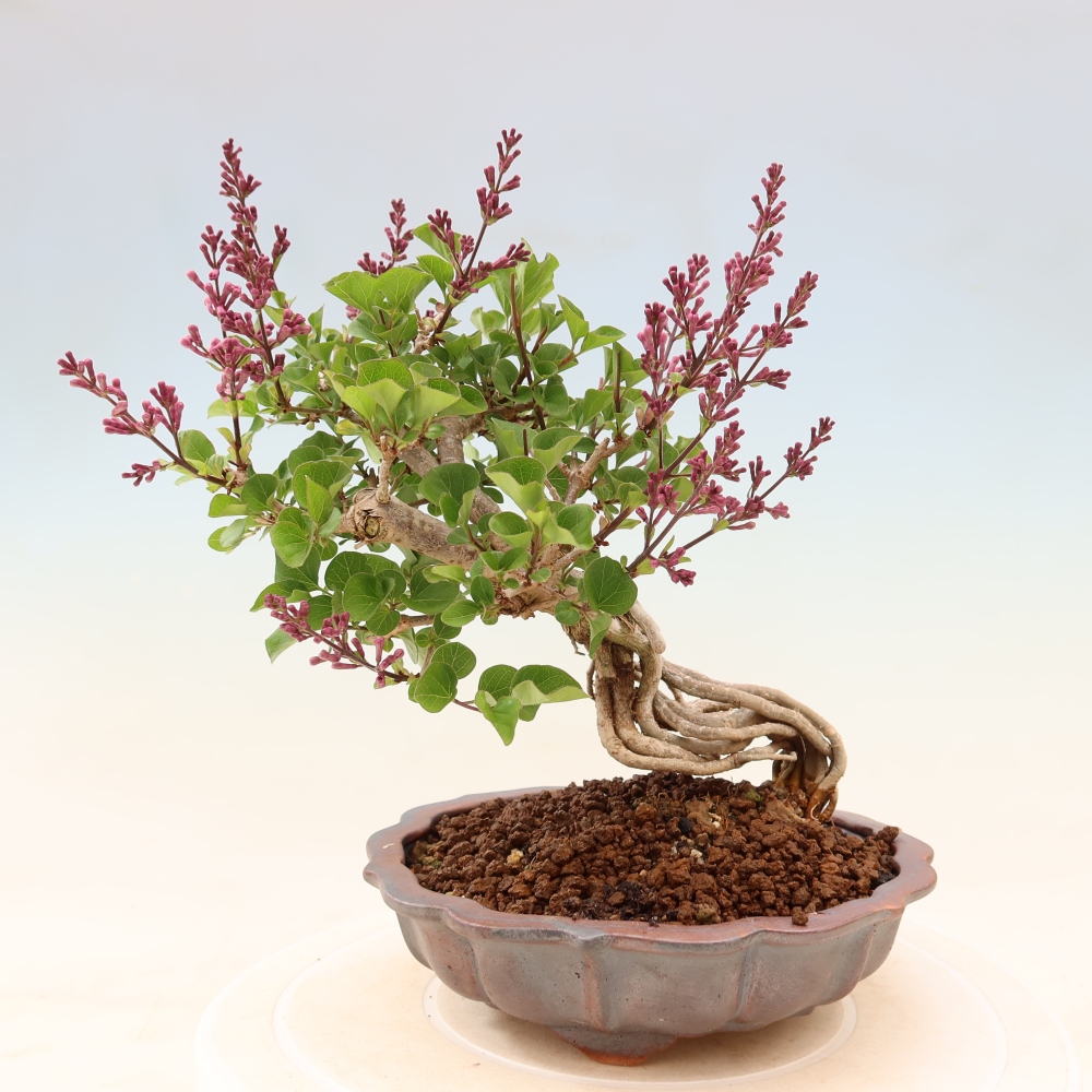 Bonsai für draußen - Syringa microphylla - Kleinblütiger Flieder