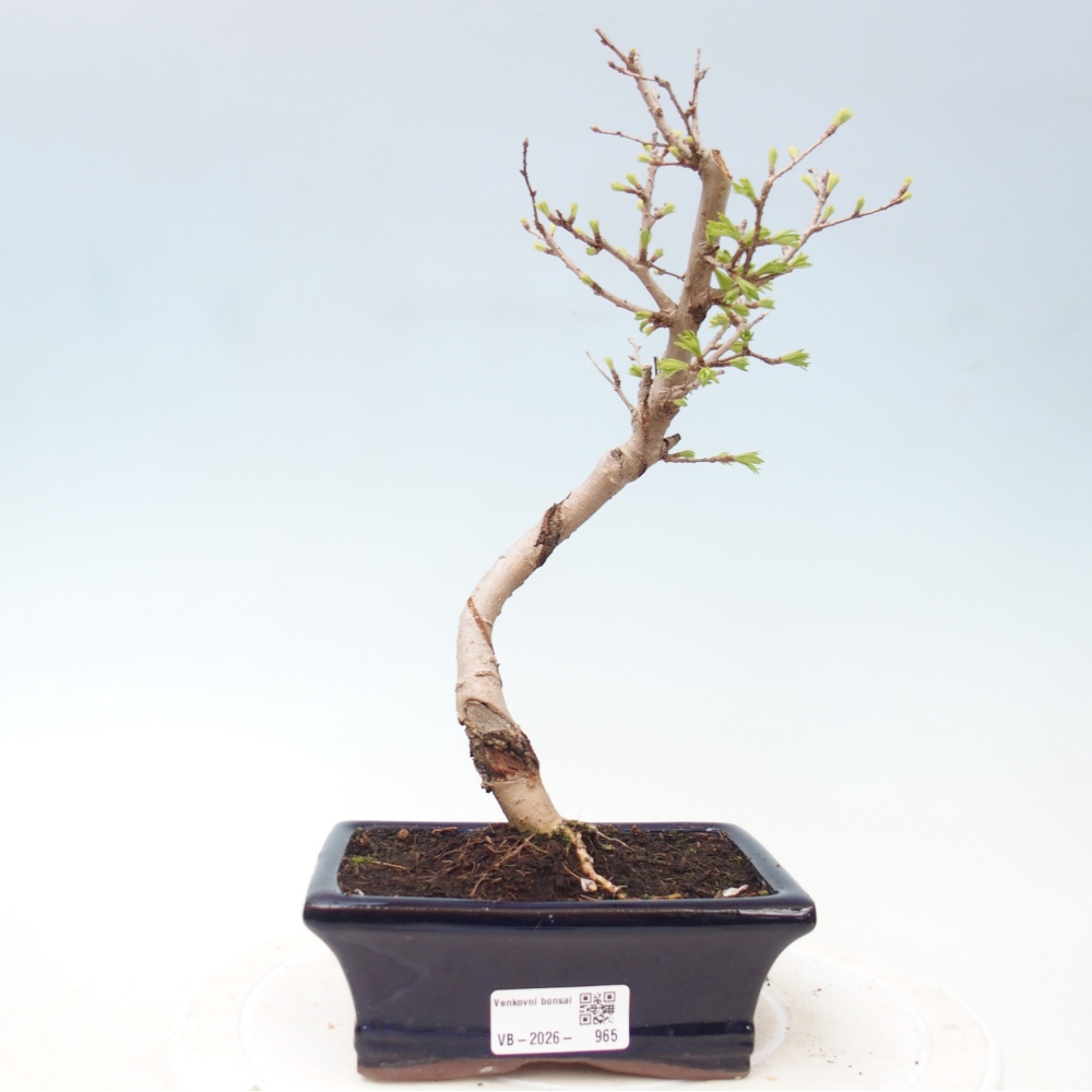 Bonsai für draußen -Pseudolarix amabis-Pseudolarix amabis