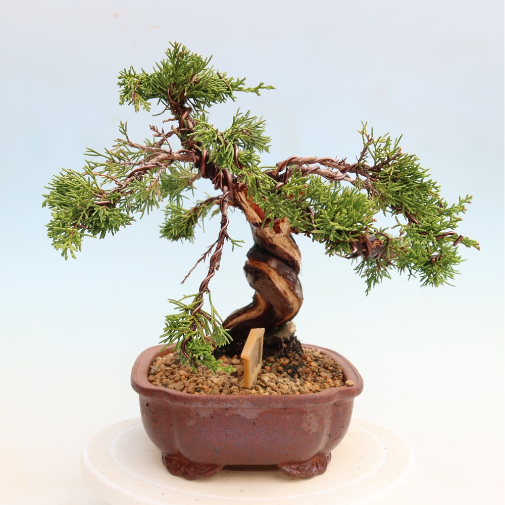 Bonsai für draußen - Juniperus chinensis Itoigawa-Juniperus chinensis