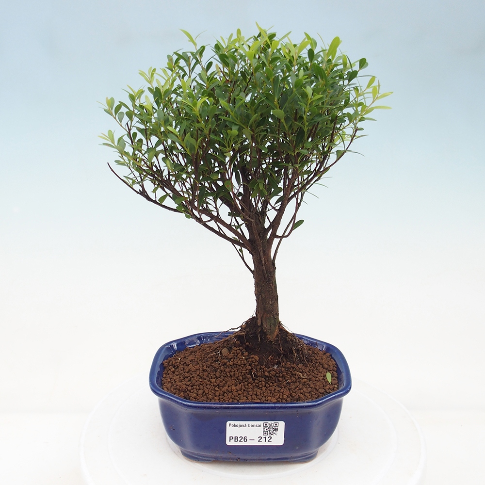 Zimmer Bonsai - Syzygium - Piment