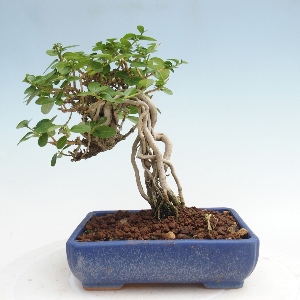 Zimmerbonsai - Premna serratifolia - Kozlovna malolista