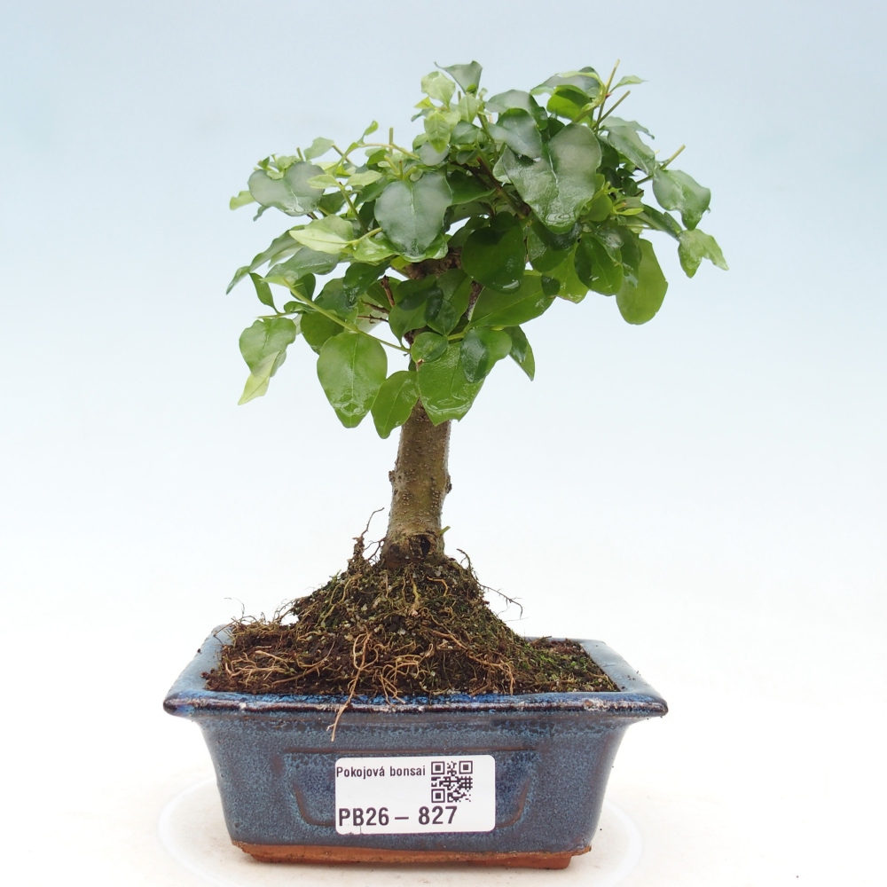 Zimmer Bonsai -Ligustrum chinensis - Vogelschnabel