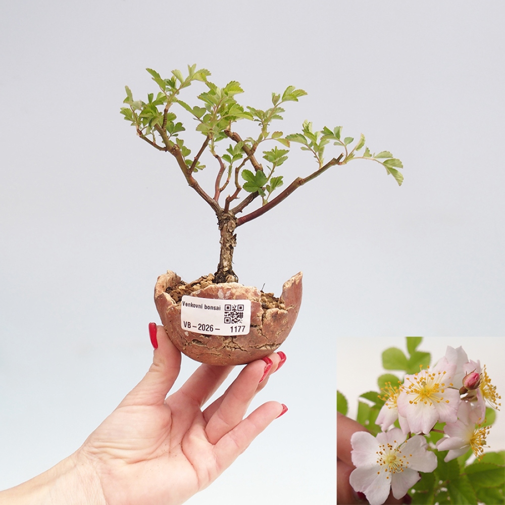 Bonsai für draußen - Rosa sp. - kleinblütige Rose