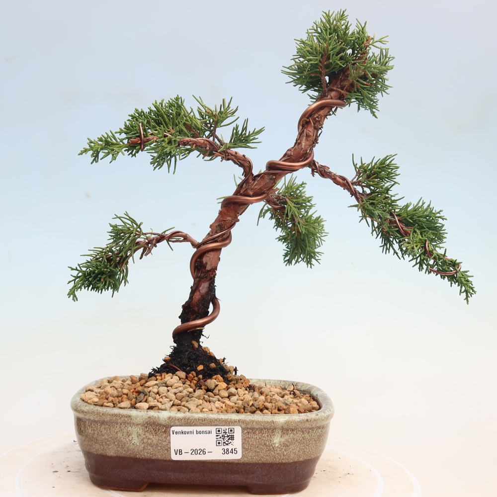 Bonsai für draußen - Juniperus chinensis Kishu