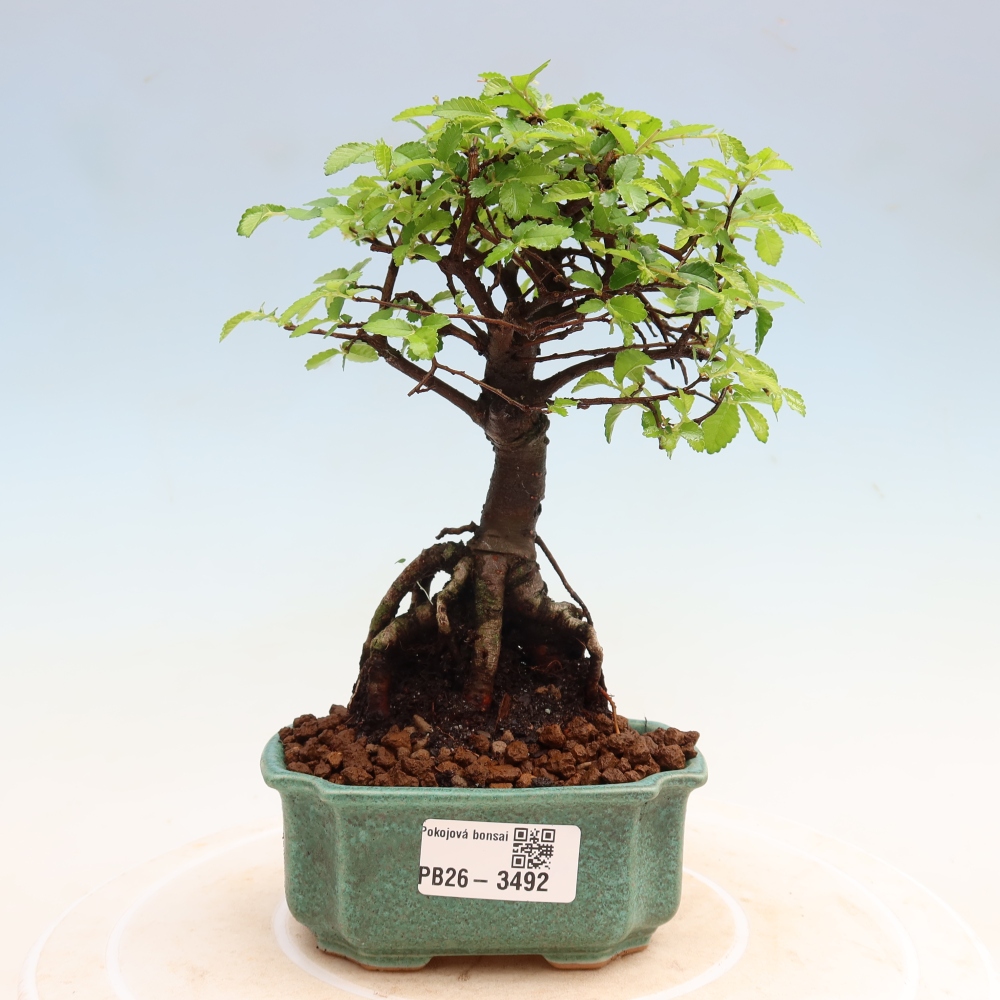 Zimmerbonsai - Ulmus parvifolia - Kleinblättrige Ulme