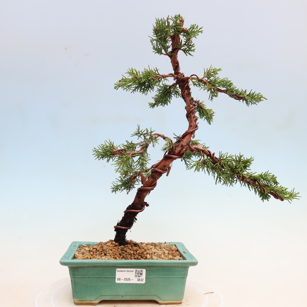 Bonsai für draußen - Juniperus chinensis Kishu