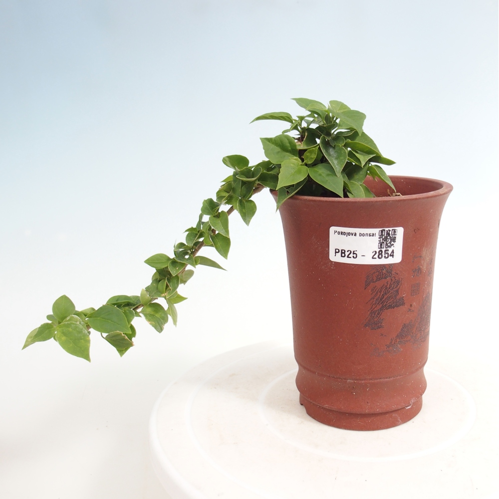 Zimmer Bonsai - Bouganwilea