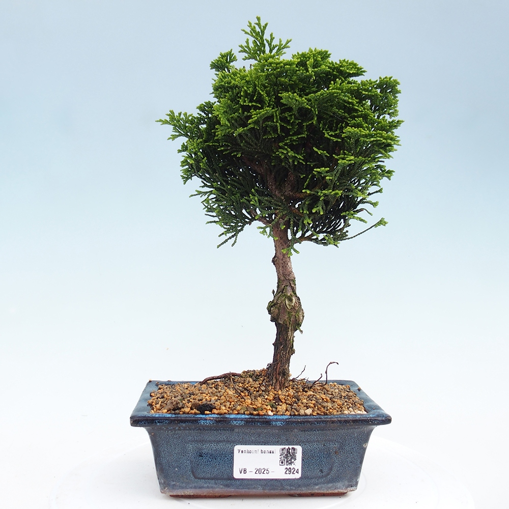 Bonsai für draußen - Cham.pis obtusa Nana Gracilis - Zypresse