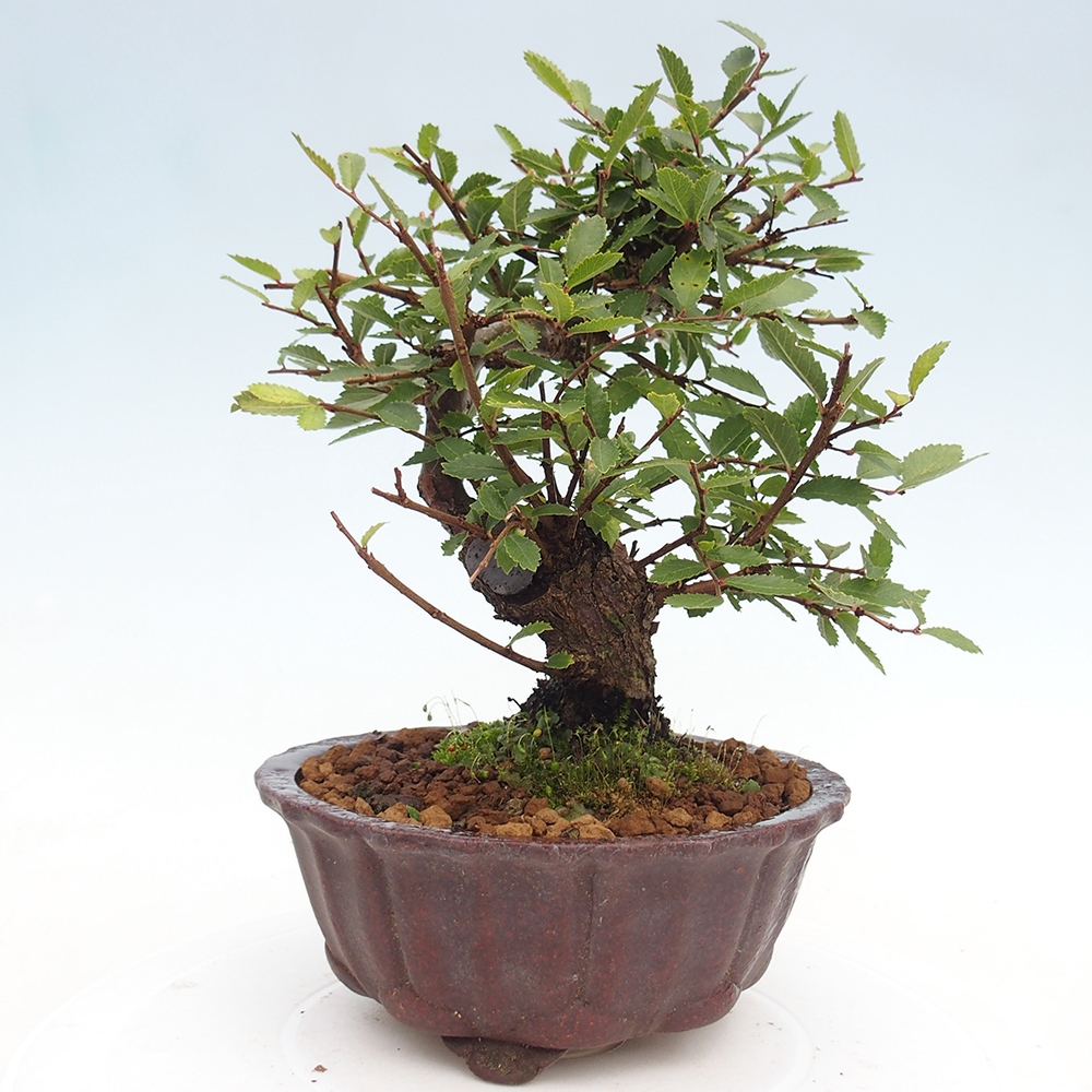 Bonsai für draußen - Zelkova - Zelkova NIRE