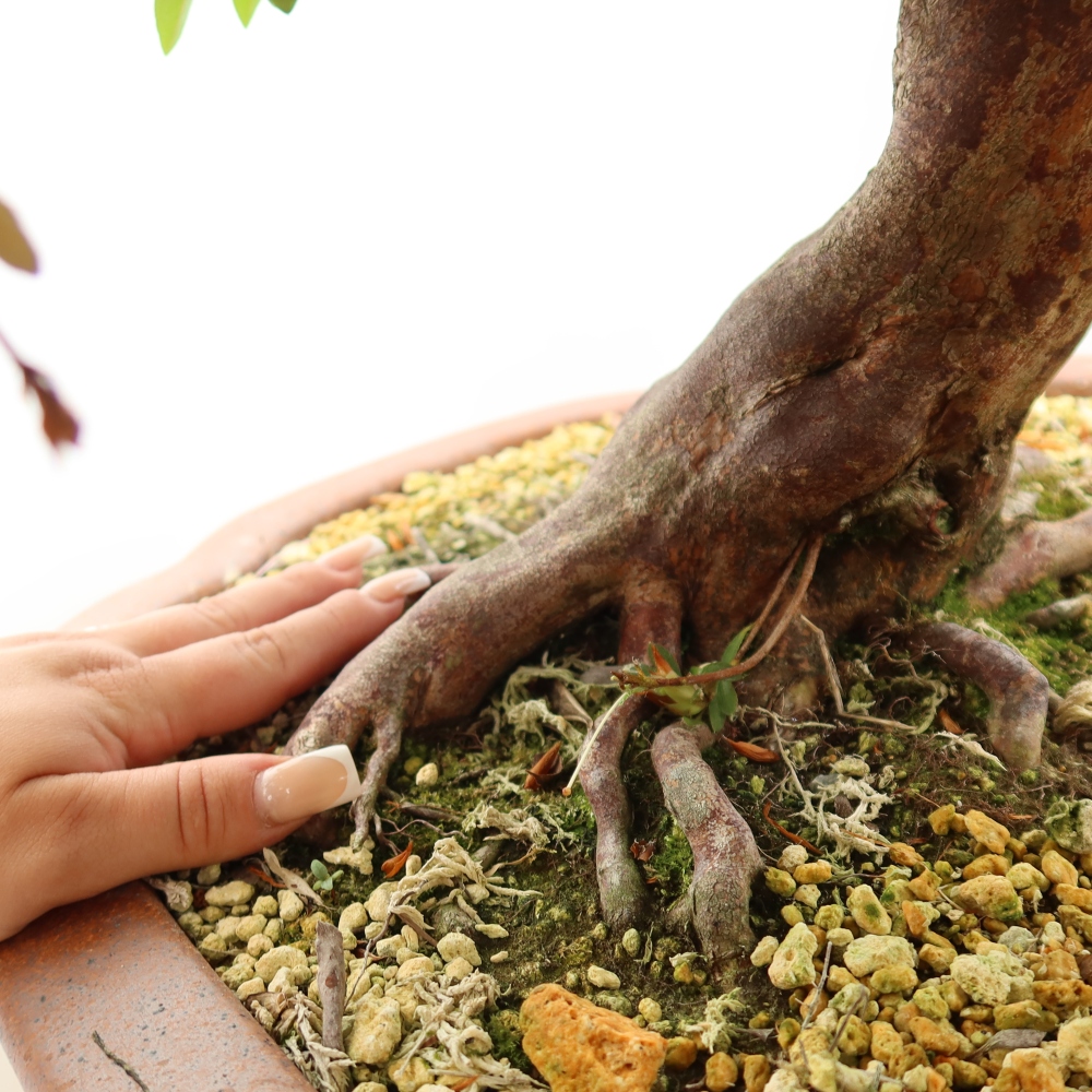 Bonsai für draußen - Japanische Azalee - Azalea Shunen