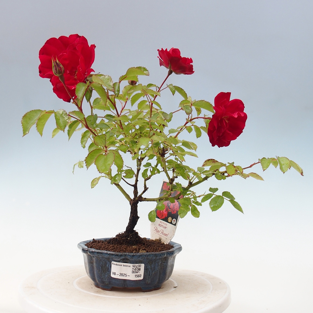 Bonsai für draußen - Rosa Kordes - Rose