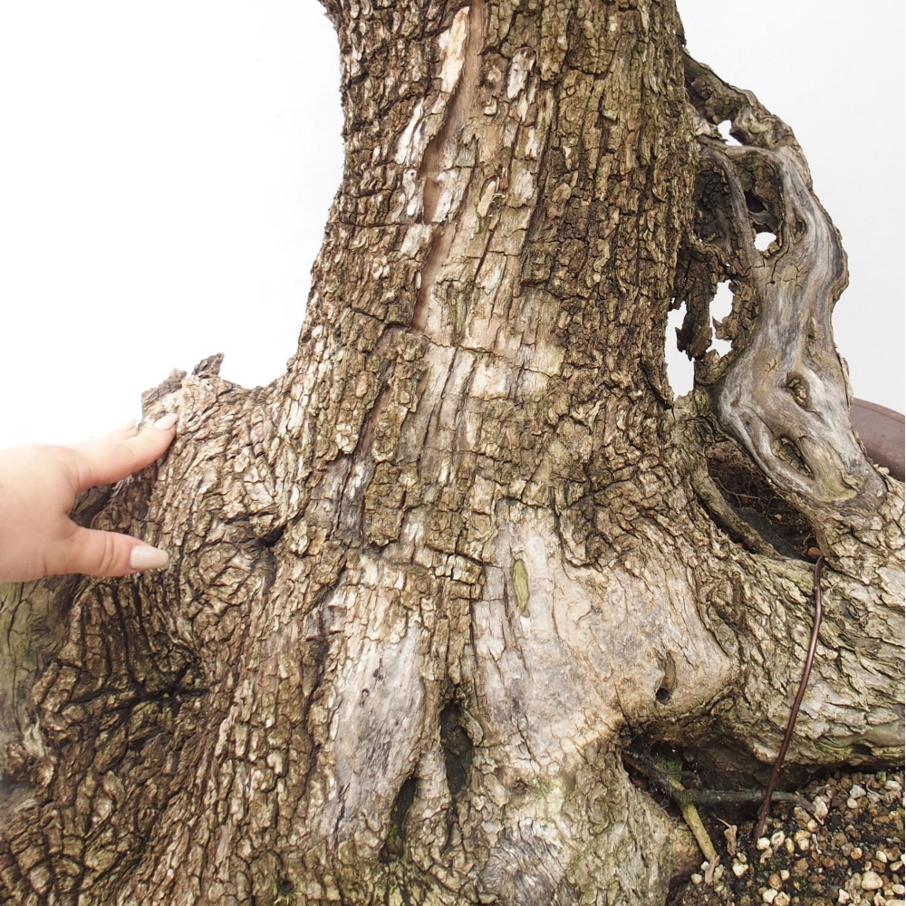 Zimmerbonsai - Olea europaea sylvestris