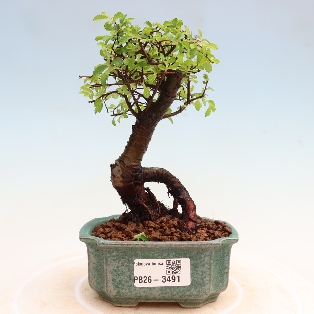 Zimmerbonsai - Ulmus parvifolia - Kleinblättrige Ulme