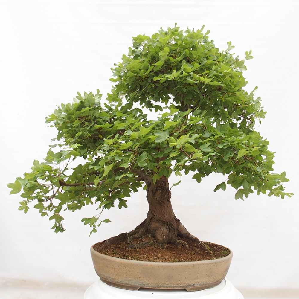 Bonsai für draußen - Französischer Ahorn - Acer Nonspessulanum