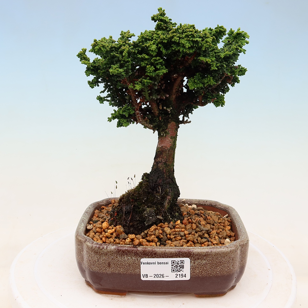 Bonsai für draußen - Cham. obtusa SEKKA HINOKI - Zypresse
