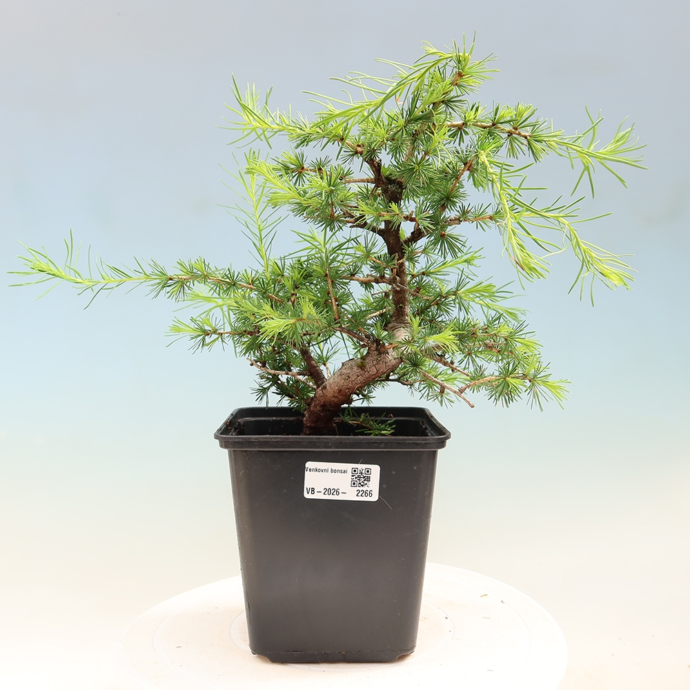 Bonsai für draußen -Larix decidua - Lärche