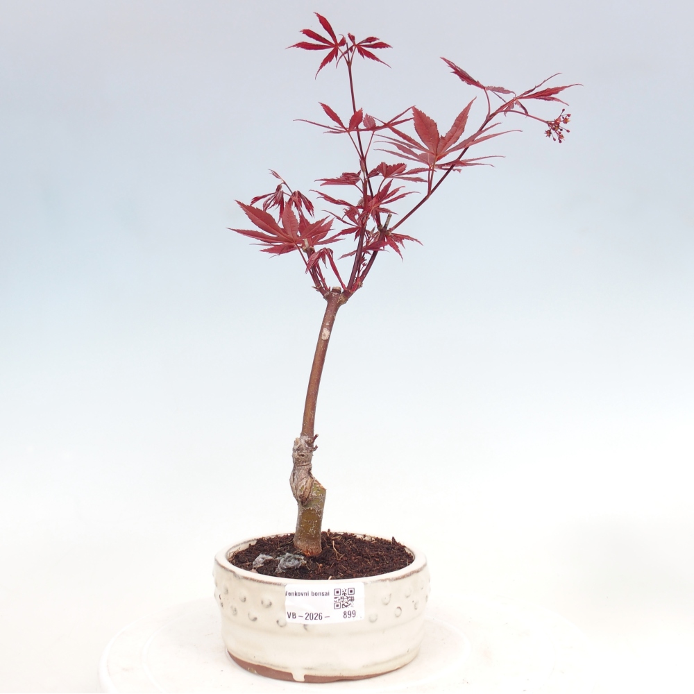 Bonsai für draußen - Acer-Palme. Atropurpureum-Javor palmate