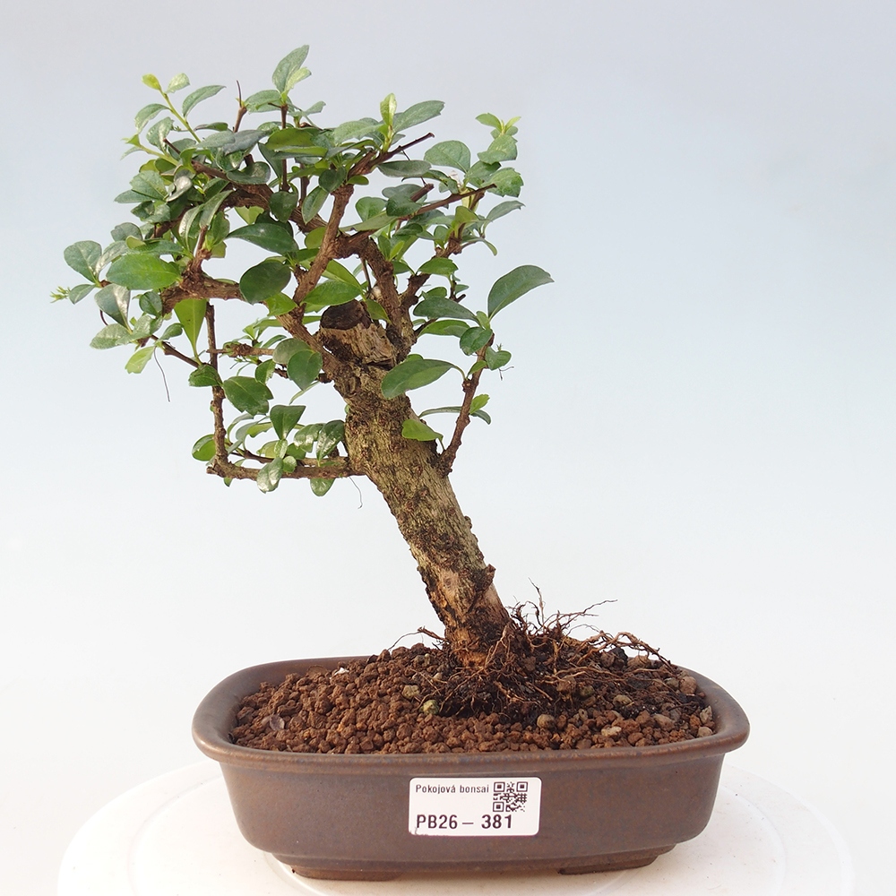 Zimmer-Bonsai - Carmona macrophylla - Tee-Fuki