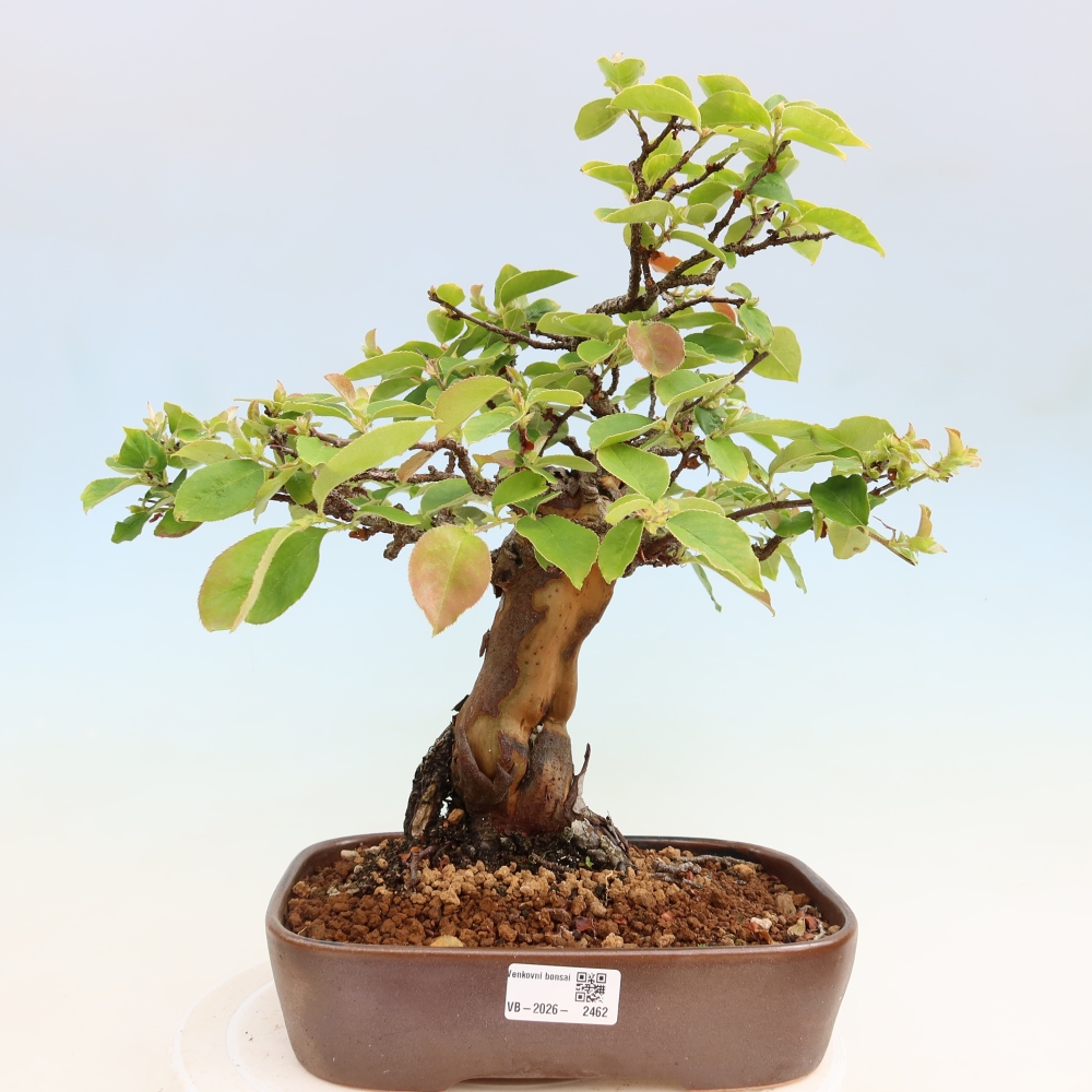 Bonsai für draußen - Pseudocydonia sinensis - Chinesische Quitte