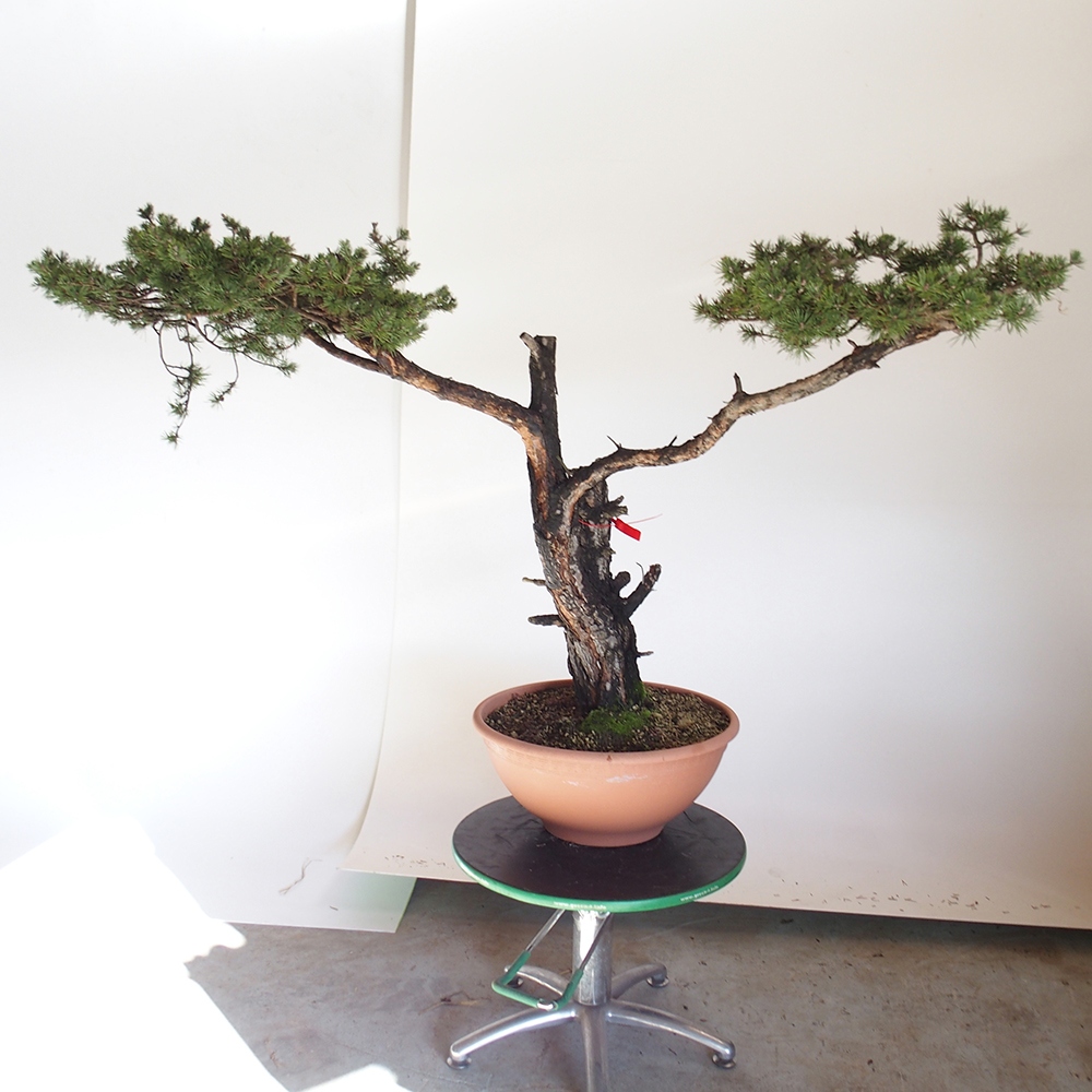 Yamadori - Pinus sylvestris Spanien