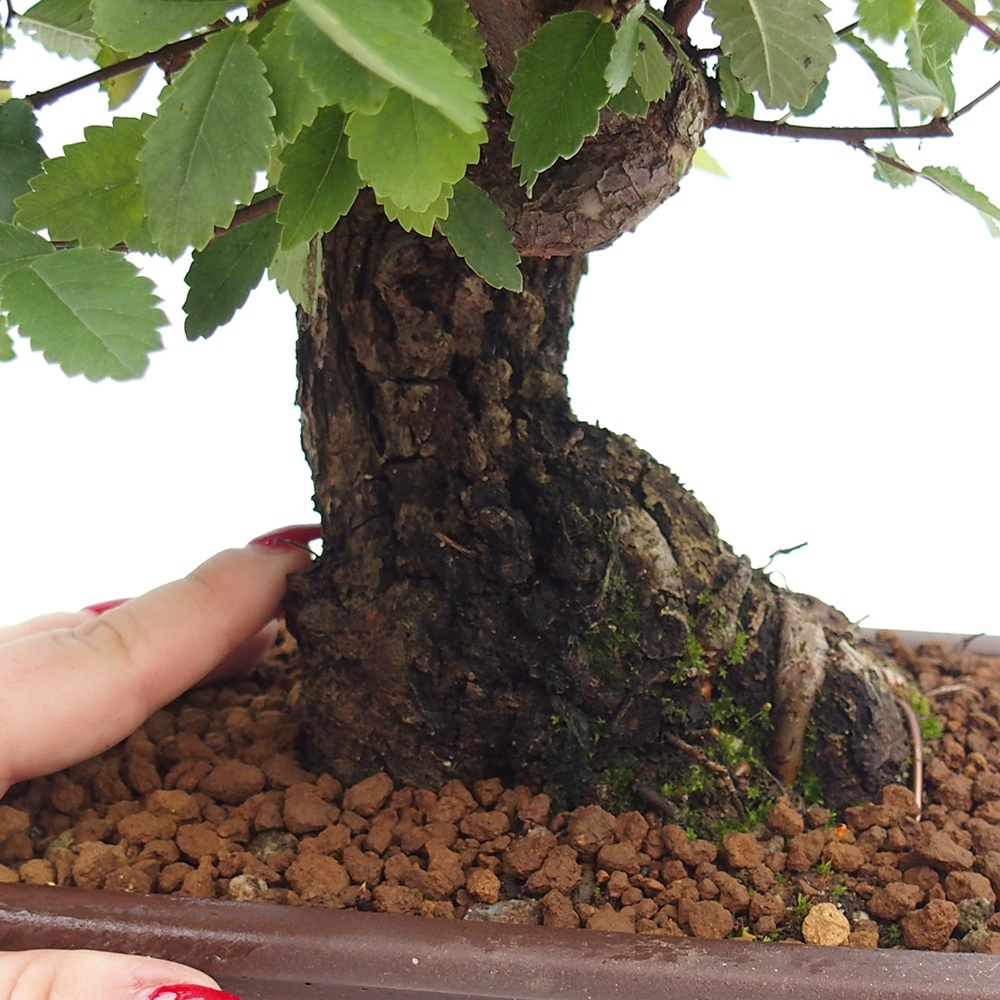 Bonsai für draußen - Zelkova - Zelkova NIRE