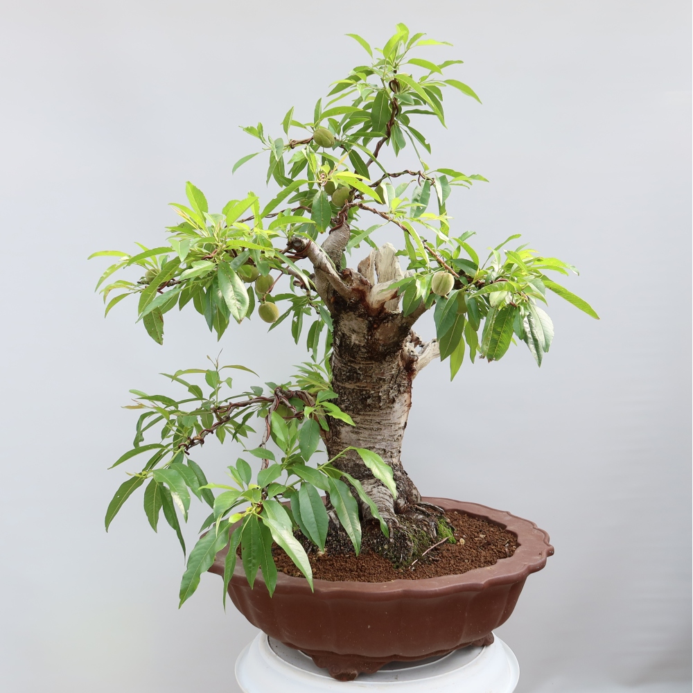 Bonsai im Freien – Prunus dulcis – Gewöhnlicher Mandelbaum