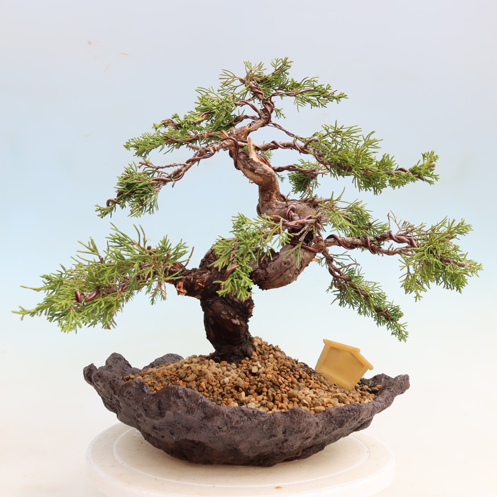 Bonsai für draußen - Juniperus chinensis Itoigawa-Juniperus chinensis