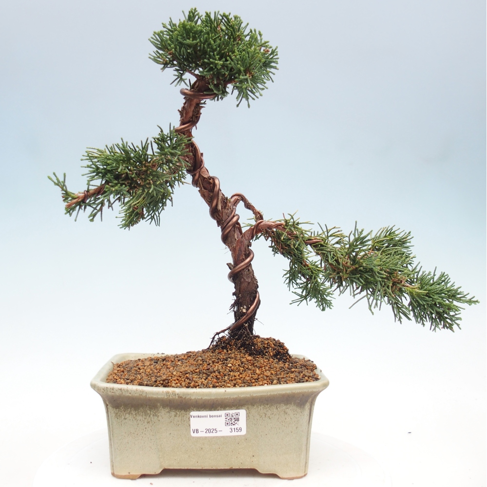 Bonsai für draußen - Juniperus chinensis Kishu