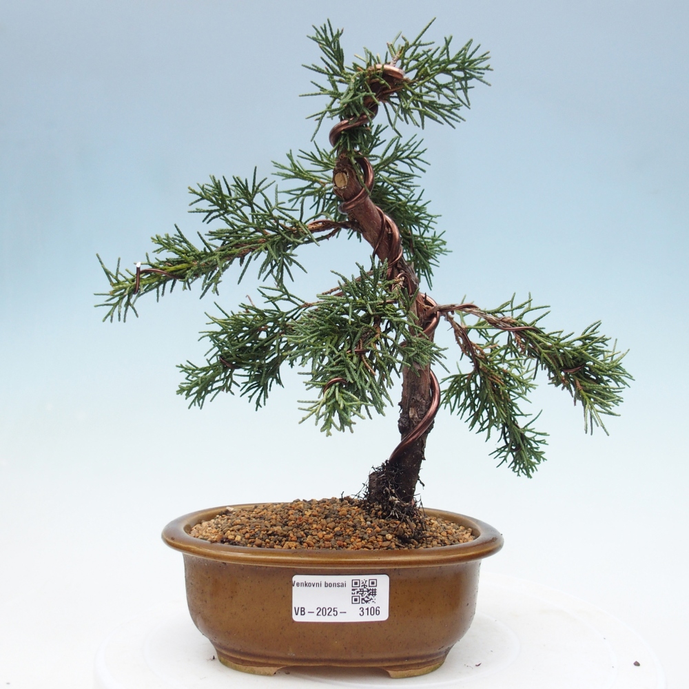 Bonsai für draußen - Juniperus chinensis Kishu
