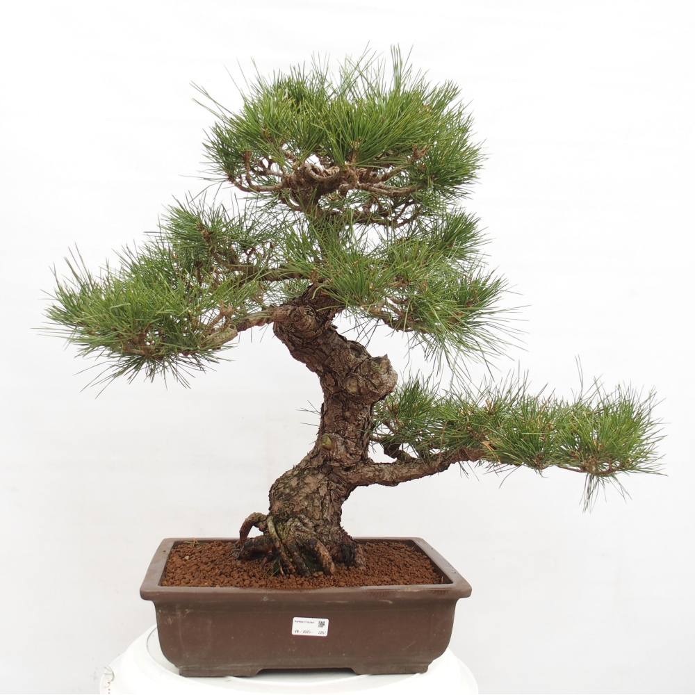 Bonsai für draußen - Pinus thunbergii - Thunberg-Kiefer
