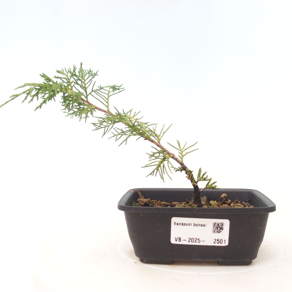Bonsai für draußen - Juniperus chinensis Itoigawa