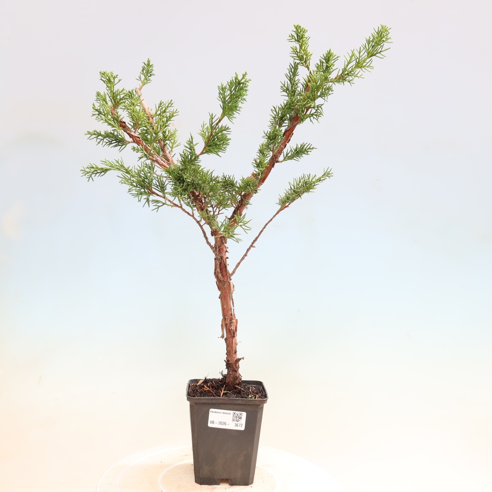 Bonsai für draußen - Juniperus chinensis Kishu