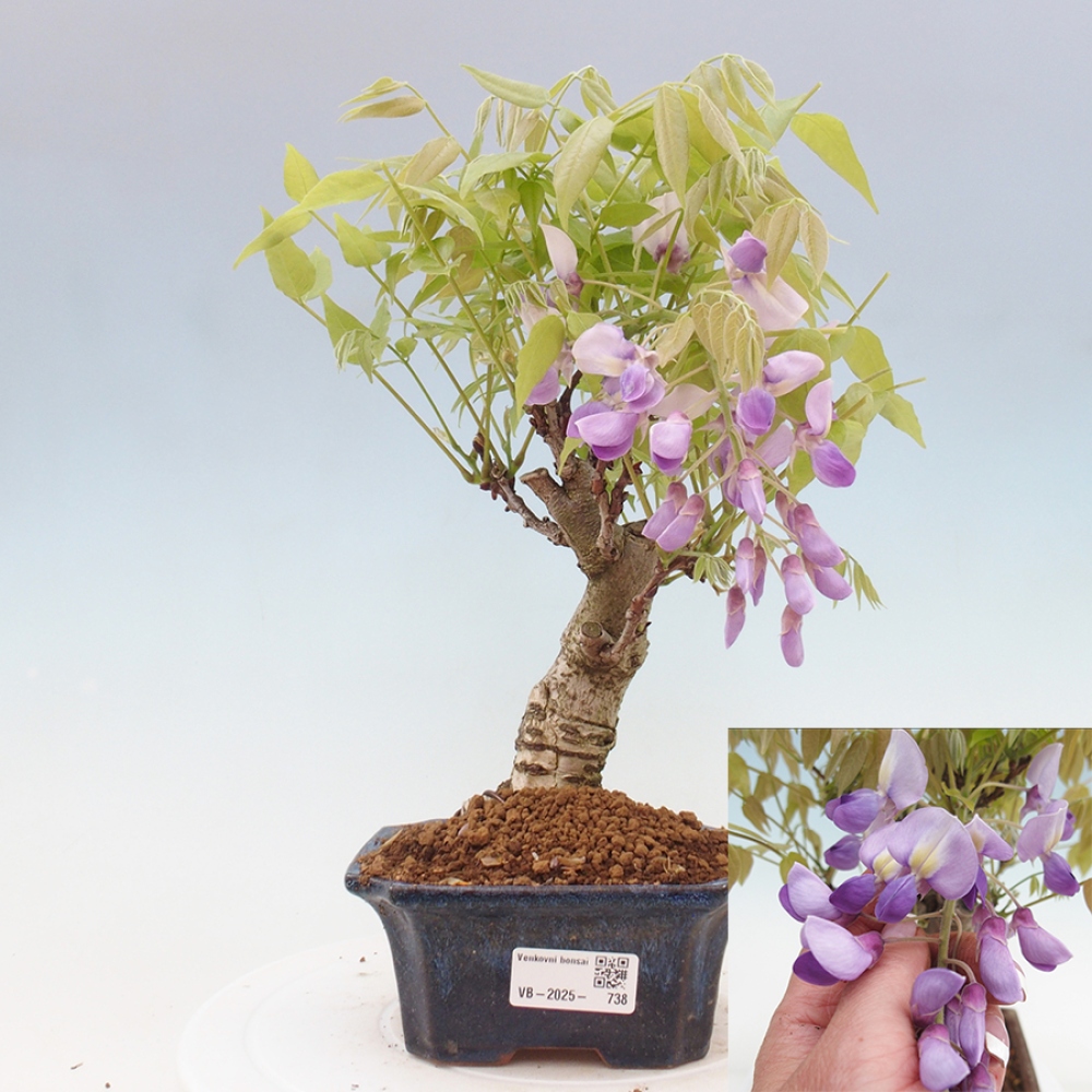 Bonsai für draußen - Wisteria floribunda