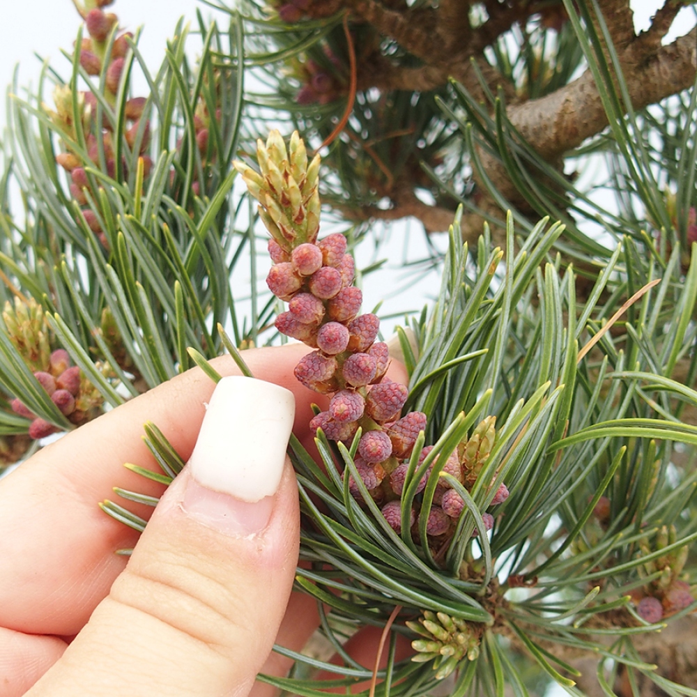 Bonsai für draußen - Pinus parviflora - Pinus parviflora