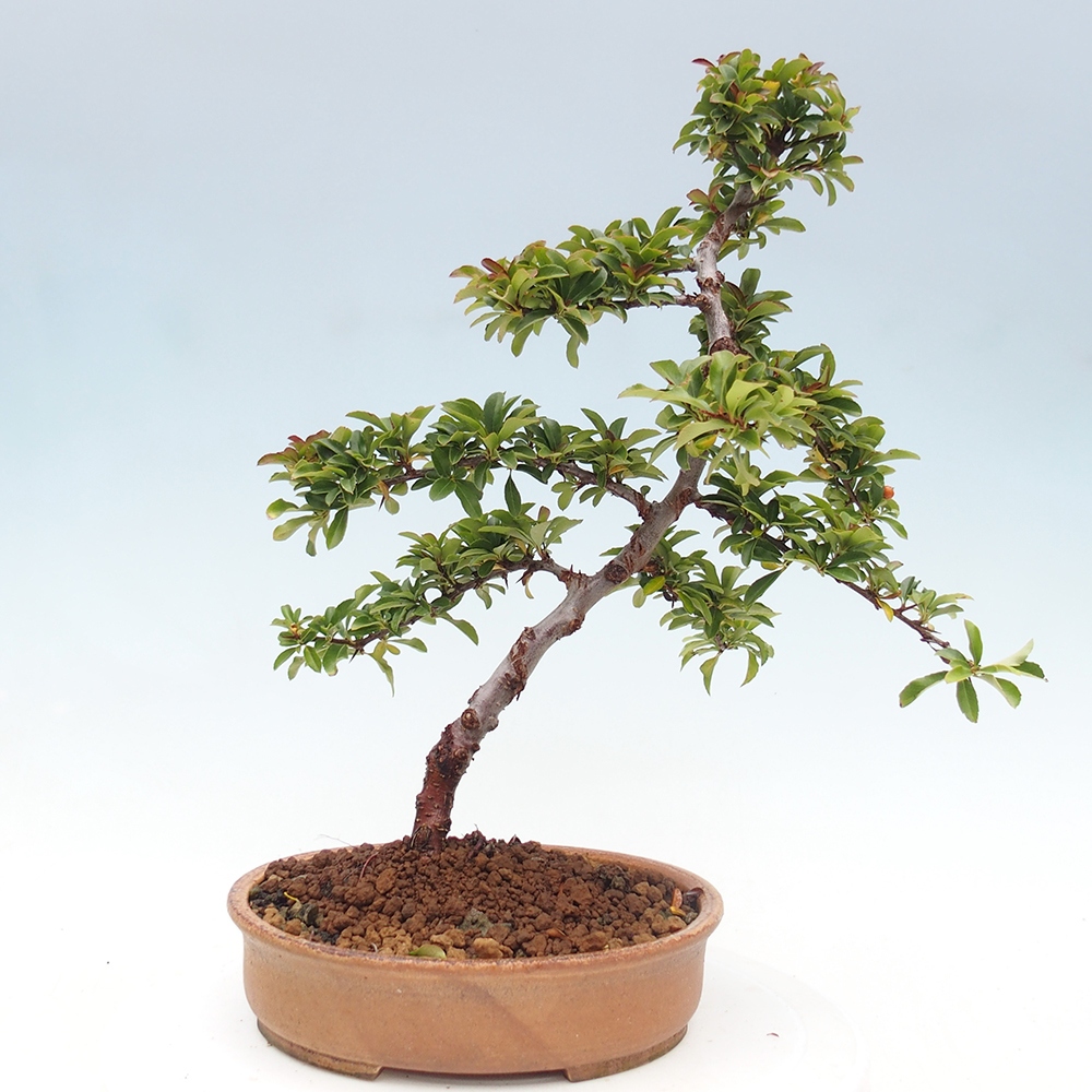 Freiland-Bonsai-Pyracantha Teton -Hlox