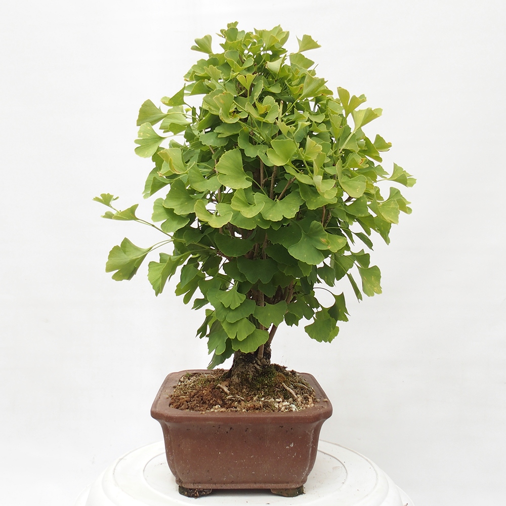 Bonsai für draußen - Ginkgo biloba - Ginkgo biloba