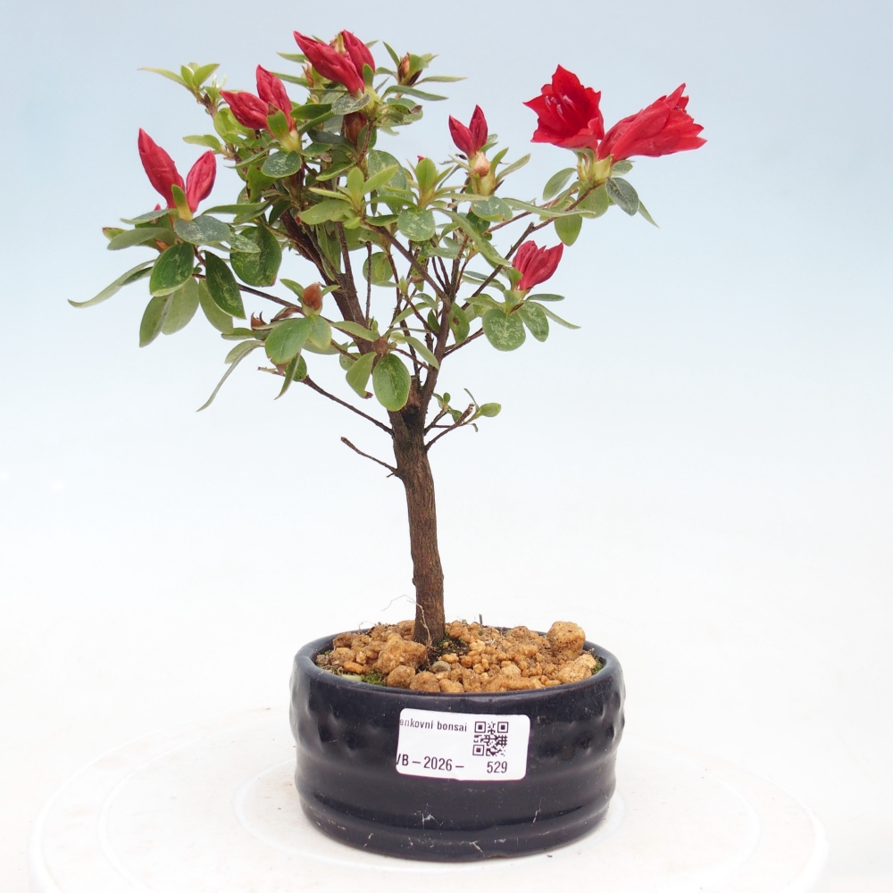Bonsai für draußen - Japanische Azalee - Azalea sp.