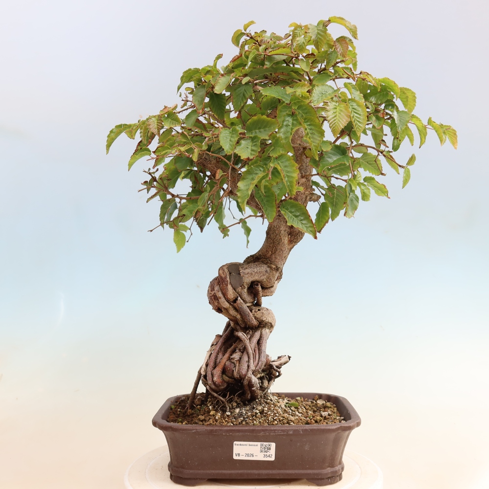 Bonsai für draußen -Carpinus CARPINOIDES - Koreanische Hainbuche