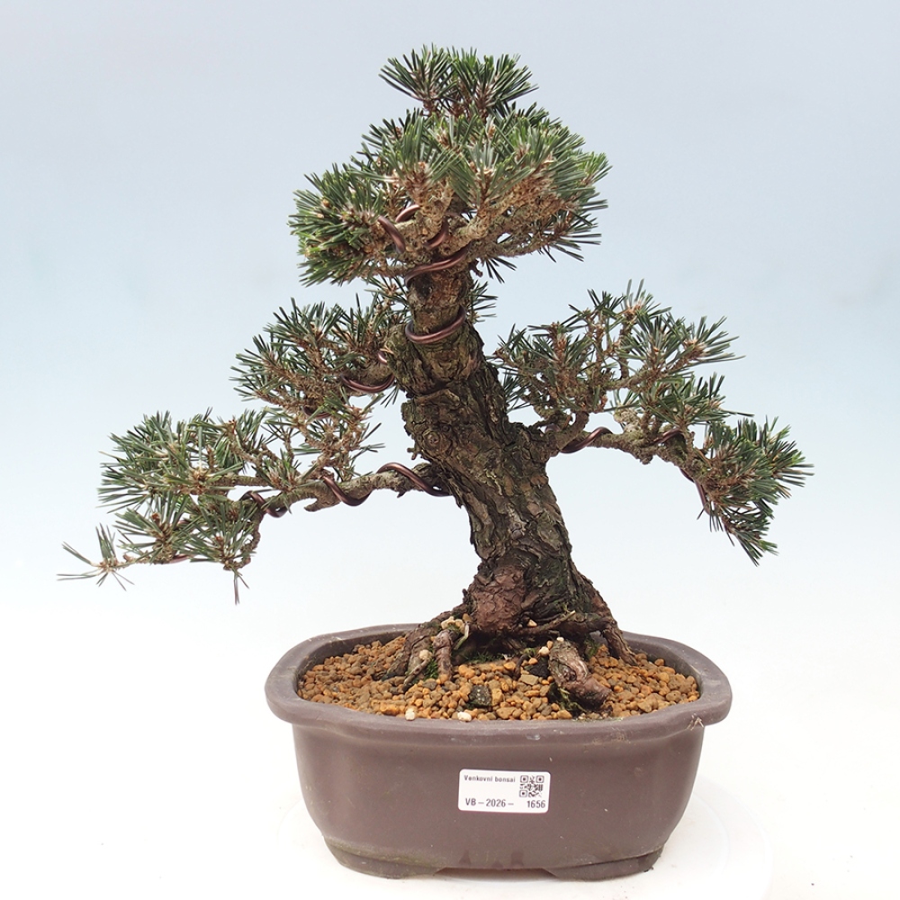 Bonsai für draußen - Pinus thunbergii Kotobuki - Thunberg-Kiefer