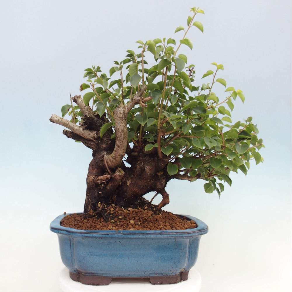 Bonsai für draußen - Mahalebka - Prunus mahaleb