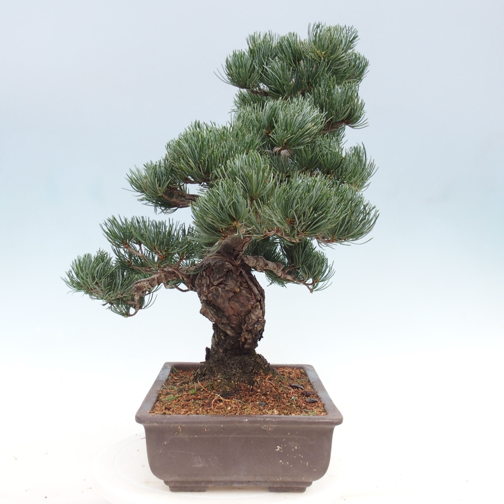 Bonsai für draußen - Pinus parviflora - Pinus parviflora