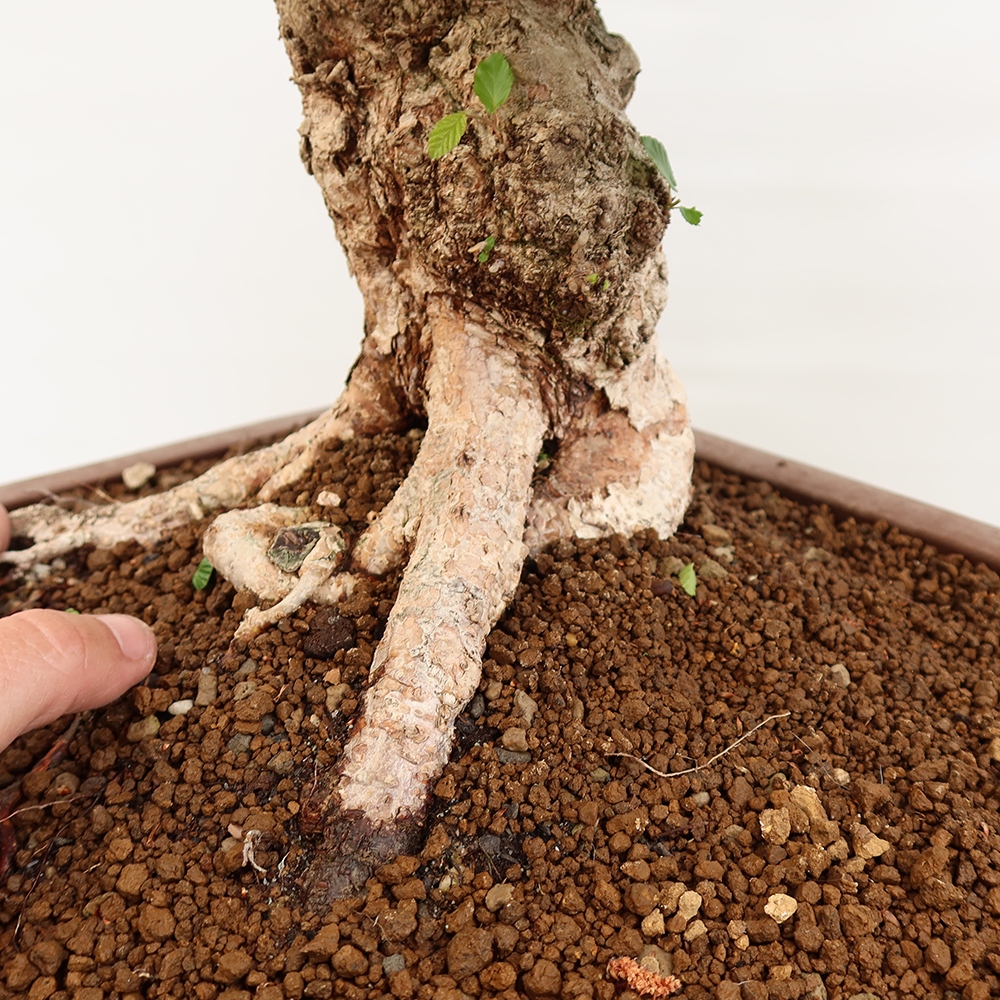 Bonsai für draußen - Karpinus Coreana - Koreanische Hainbuche
