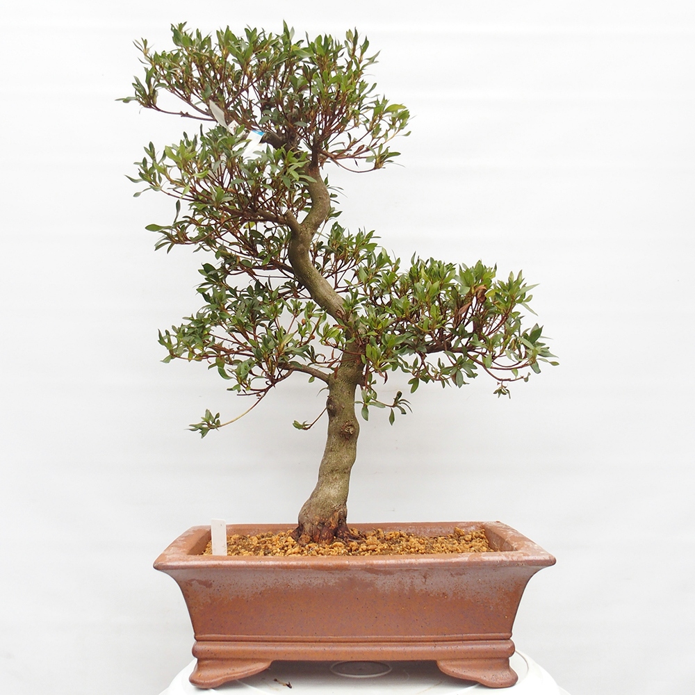 Bonsai für draußen - Japanische Azalee - Azalee CHIHIRO