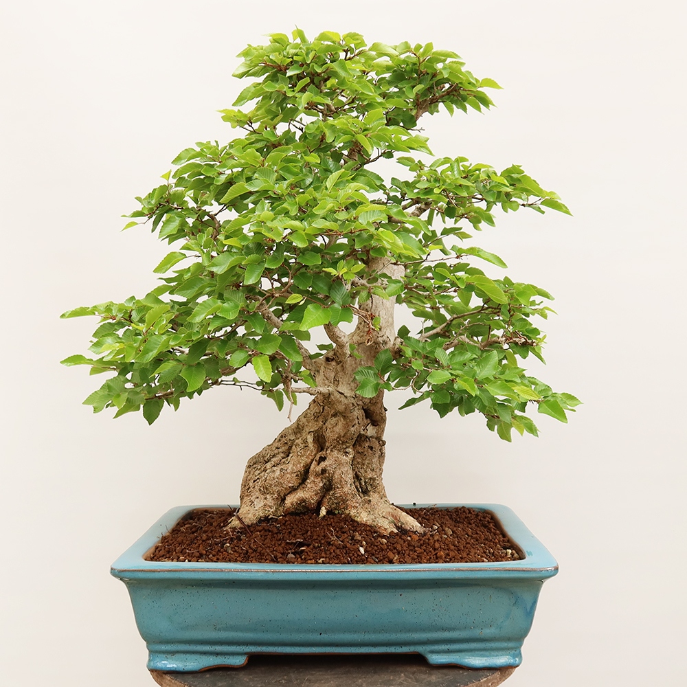 Bonsai für draußen - Karpinus Coreana - Koreanische Hainbuche