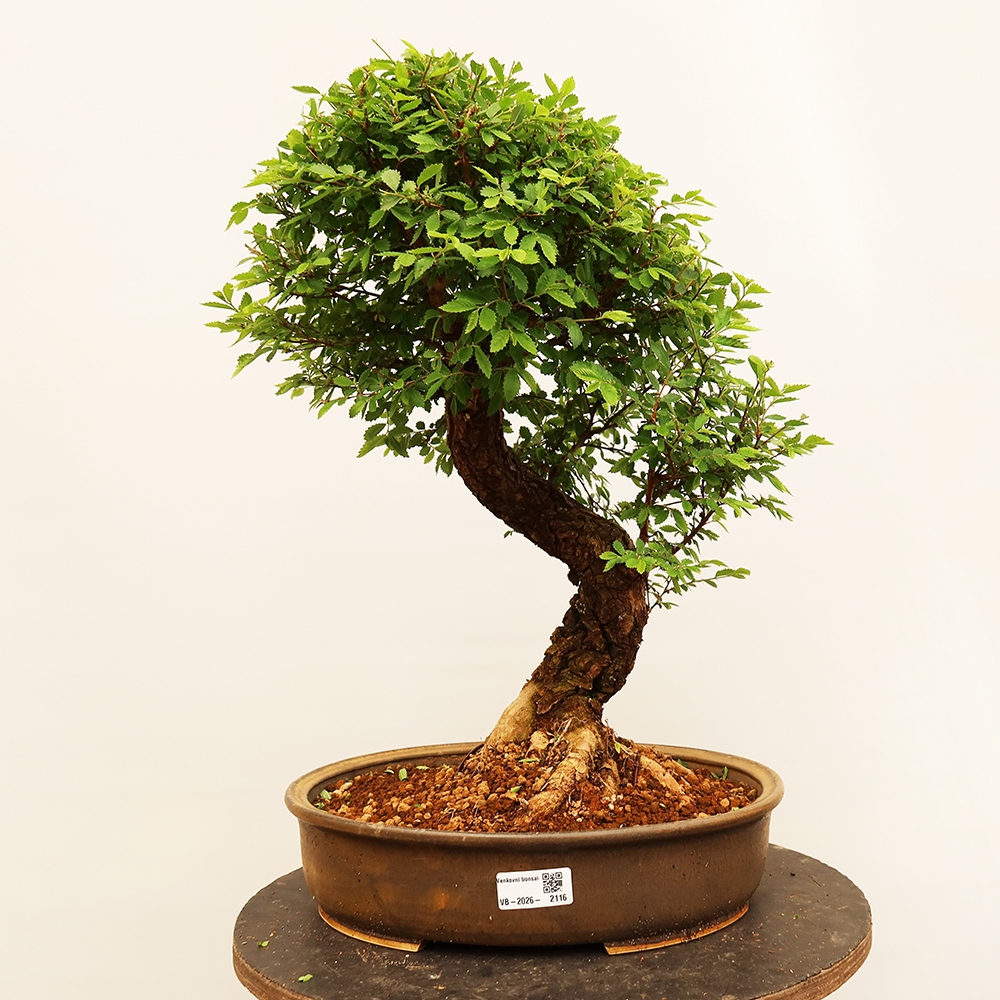 Bonsai für draußen - Zelkova - Zelkova NIRE